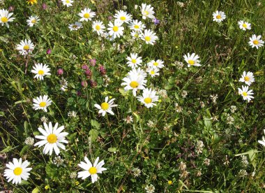 Alan çiçek ve papatya