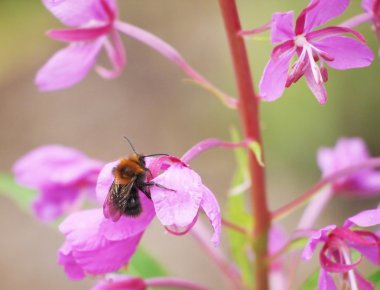 Bumble bee fireweed üzerinde