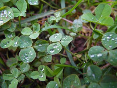 çimenlerin üzerinde damla