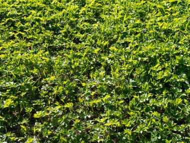 Güzel yeşil çimen dokusu