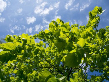 ağaç ve mavi gökyüzü bırakır