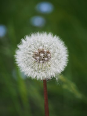 Karahindiba.
