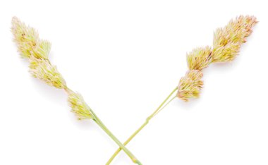 Beyaz bir arka planda ayrığı