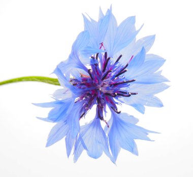 Beyaz arkaplanda çiçekler