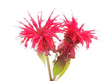 Bergamot çiçek beyaz zemin üzerine