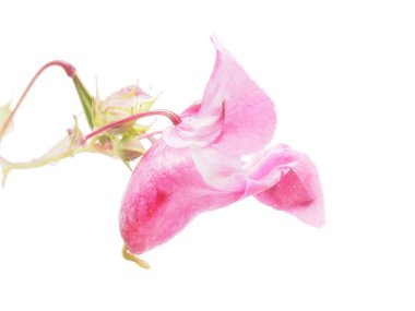 Himalaya balsam çiçeği