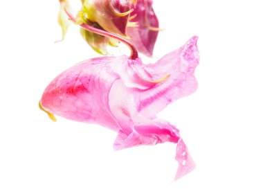 Himalaya balsam çiçeği