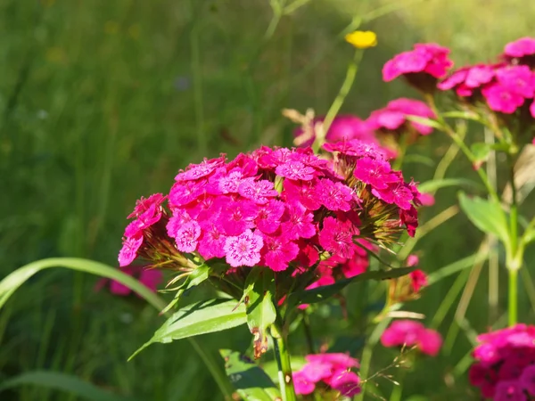 カーネーションの花緑の葉の背景 — ストック写真