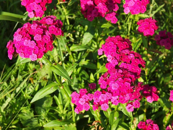 Carnation bloemen op een achtergrond van groene bladeren — Stockfoto