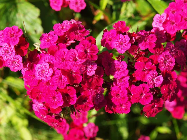 Flores de cravo em um contexto de folhas verdes — Fotografia de Stock