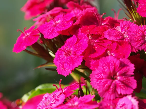 Flores de cravo em um contexto de folhas verdes — Fotografia de Stock