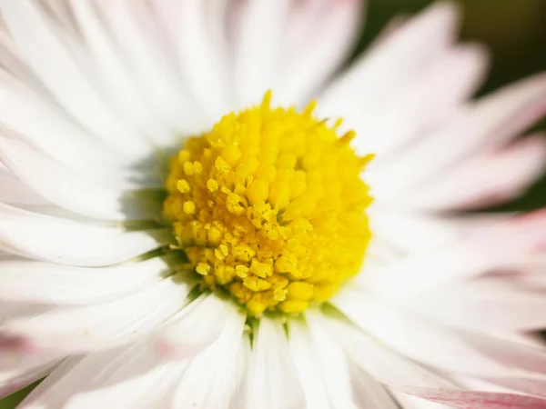 Papatya çiçekleri Close-Up — Stok fotoğraf