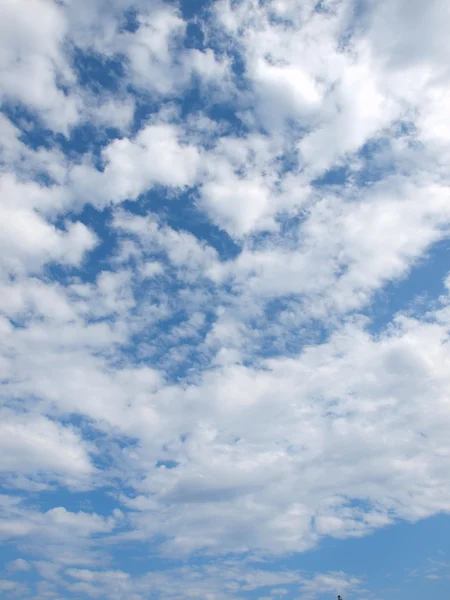 Mewa na niebie — Zdjęcie stockowe