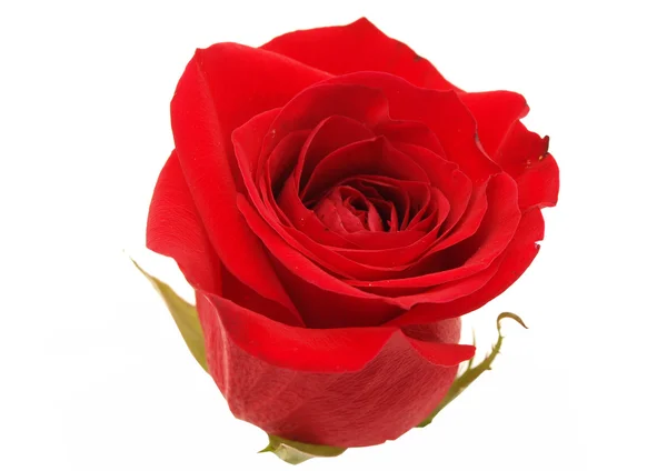 Rosa vermelha sobre um fundo branco — Fotografia de Stock