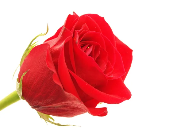 Rose auf weißem Hintergrund — Stockfoto