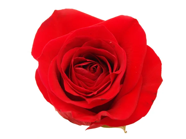 Rosa roja sobre un fondo blanco —  Fotos de Stock