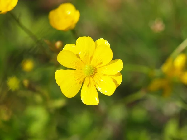 Gelbe Ranunkelblüte im Frühling (potentilla recta)) — Stockfoto