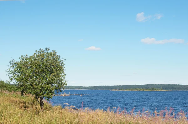 Árbol en la costa del lago en la primavera — Foto de Stock