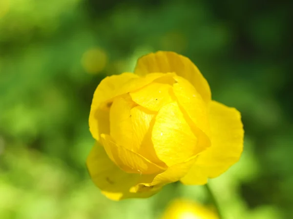 Fleur jaune de trollius, macro printemps — Photo