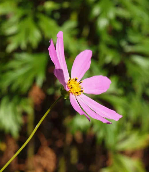 Fleur de kosmeya — Photo