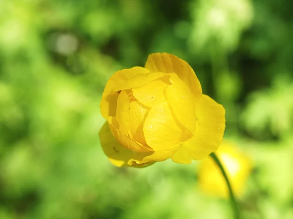 キンバイソウばねマクロモデルの黄色の花 — ストック写真