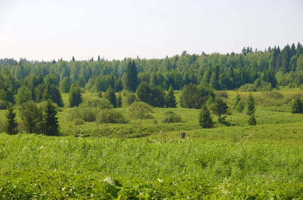 Bos in de zomer — Stockfoto