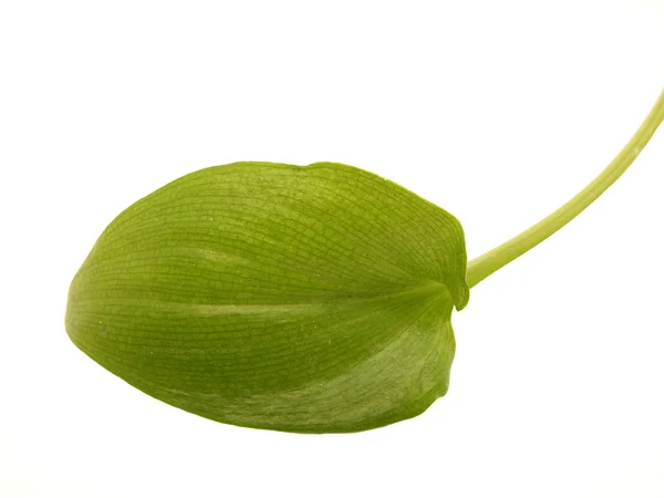 Leaves — Stock Photo, Image