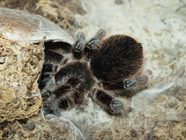 Vogelspinne — Stockfoto