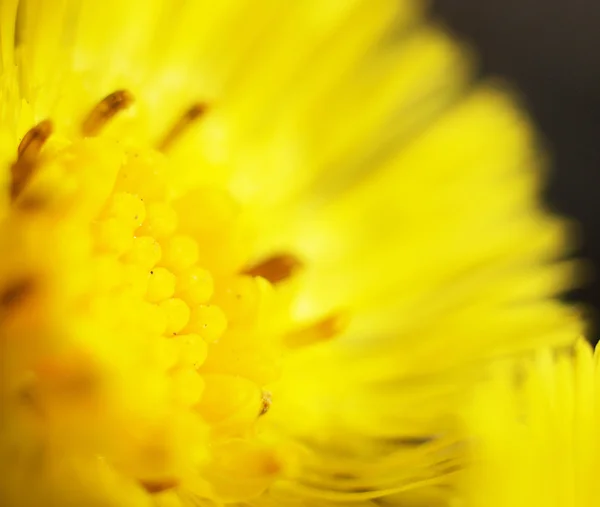 Huflattich im Frühling — Stockfoto