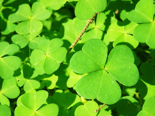 Fundo comum madeira-azeda (Oxalis acetosella) — Fotografia de Stock