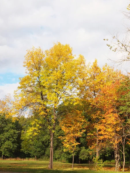 Park jesienią — Zdjęcie stockowe