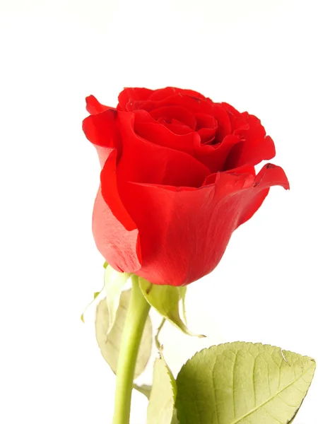 Rose auf weißem Hintergrund — Stockfoto