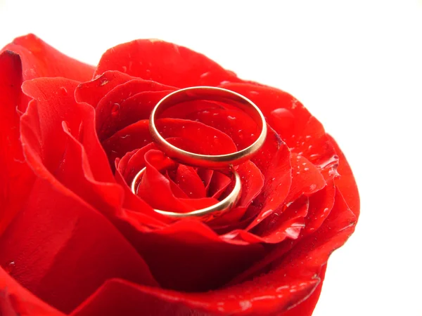 Rosa e anéis — Fotografia de Stock