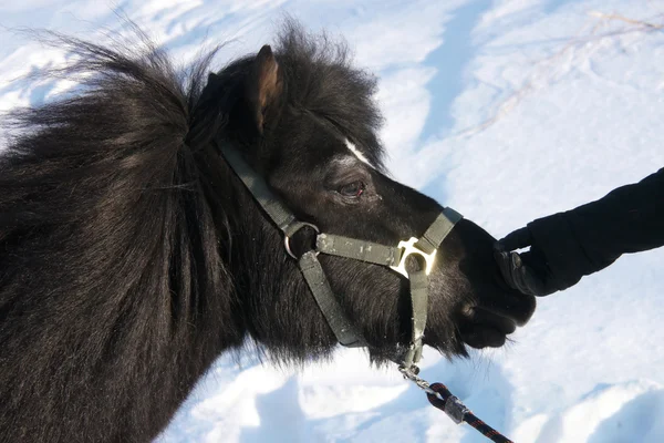 Portrait of a black pony winter — Stock Photo, Image