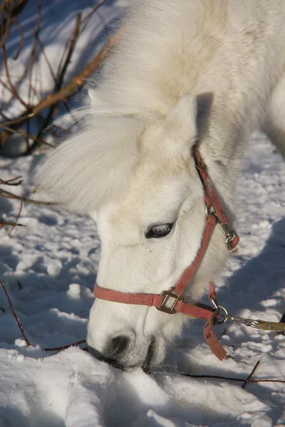Ritratto di un pony bianco in inverno — Foto Stock