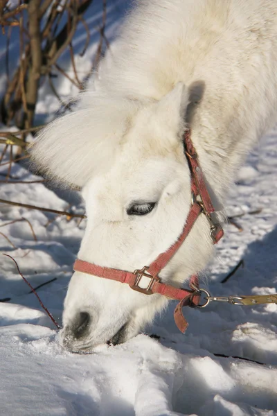 Ritratto di un pony bianco in inverno — Foto Stock