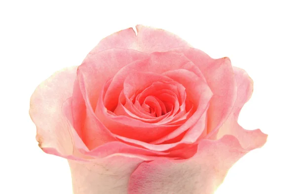 Róża na białym tle — Zdjęcie stockowe
