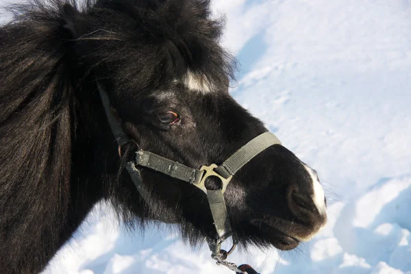 Portrait of a black pony winter — Stock Photo, Image