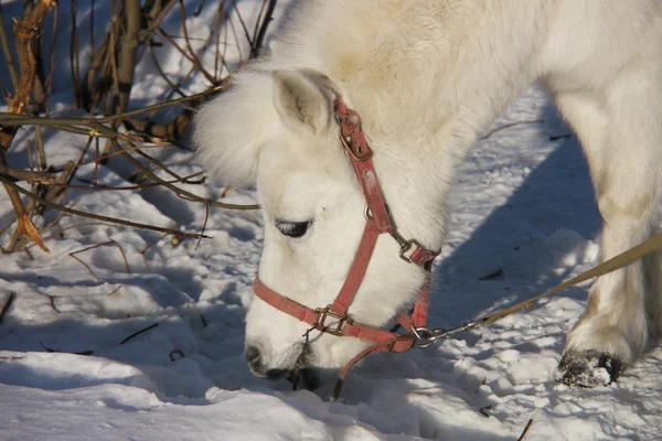 Portrait of a white pony in the winter — Stock Photo, Image