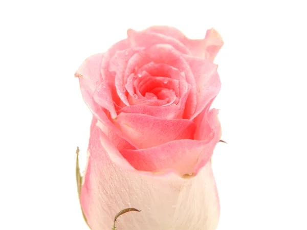 Rose auf weißem Hintergrund — Stockfoto