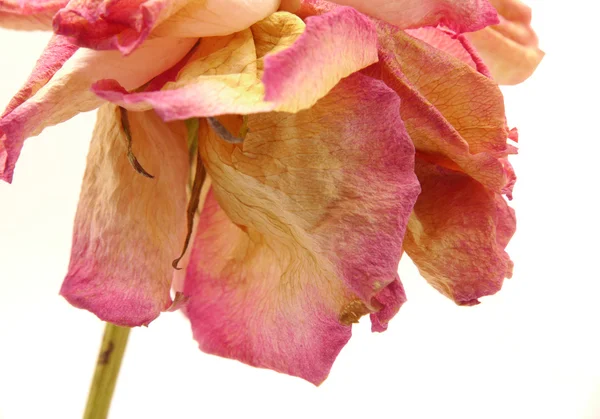 Tête de rose sèche blanche isolée — Photo