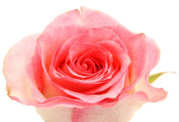 Rose auf weißem Hintergrund — Stockfoto