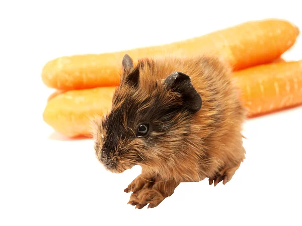 Bruin cavia eten wortel — Stockfoto