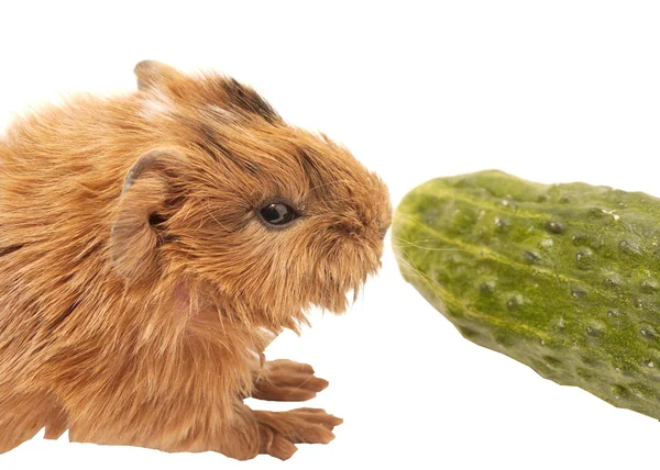 Baby guinea pig with cucumber — Stock Photo, Image