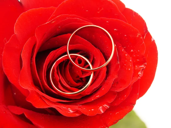 Rosa y anillos — Foto de Stock