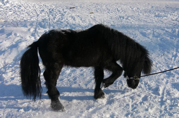 Black pony in the snow — Stock Photo, Image