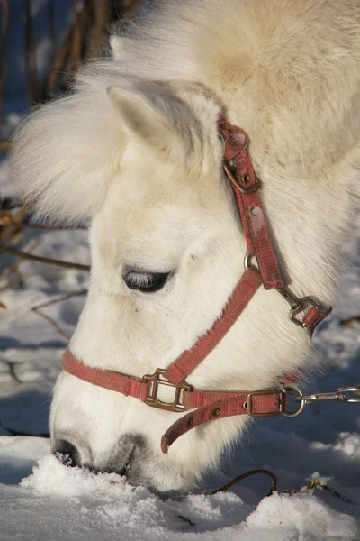 Ritratto di un pony bianco in inverno — Foto Stock