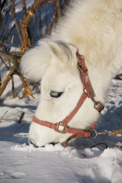 Ritratto di un pony bianco in inverno — Foto Stock