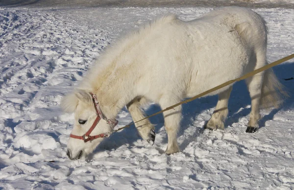 Pônei branco na neve — Fotografia de Stock