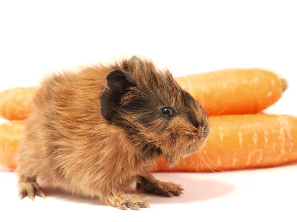 Brown guinea pig eating carrot — Stock Photo, Image